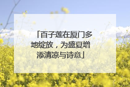 百子莲在厦门多地绽放，为盛夏增添清凉与诗意