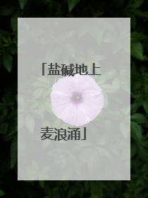 盐碱地上麦浪涌
