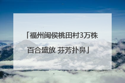 福州闽侯桃田村3万株百合盛放 芬芳扑鼻