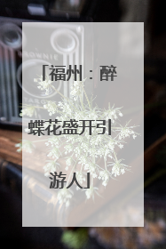 福州：醉蝶花盛开引游人