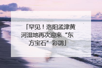 罕见！洛阳孟津黄河湿地再次迎来“东方宝石”彩鹮