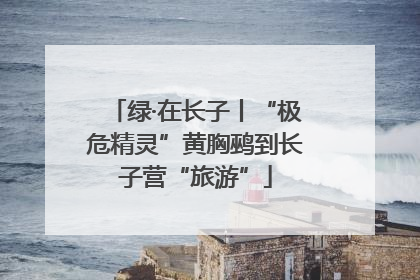 绿·在长子丨“极危精灵”黄胸鹀到长子营“旅游”