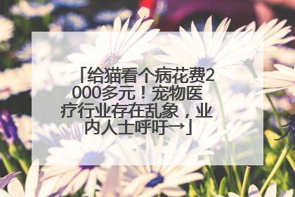 给猫看个病花费2000多元！宠物医疗行业存在乱象，业内人士呼吁→