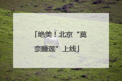 绝美！北京“莫奈睡莲”上线