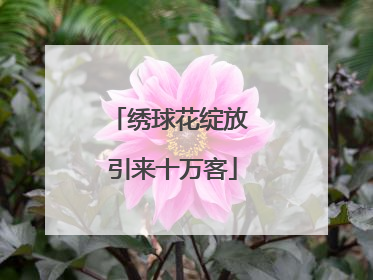 绣球花绽放 引来十万客