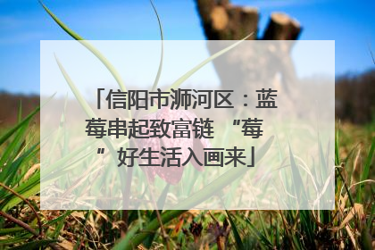 信阳市浉河区：蓝莓串起致富链 “莓”好生活入画来