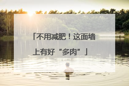不用减肥！这面墙上有好“多肉”