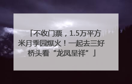 不收门票，1.5万平方米月季园爆火！一起去三好桥头看“龙凤呈祥”