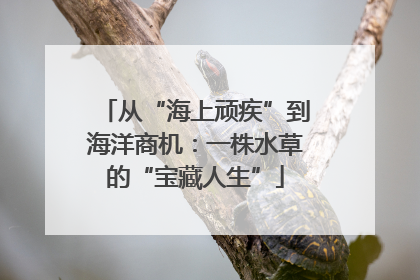 从“海上顽疾”到海洋商机：一株水草的“宝藏人生”