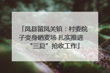 凤县留凤关镇：村委院子变身晒麦场 扎实推进“三夏”抢收工作