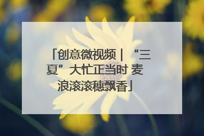 创意微视频｜“三夏”大忙正当时 麦浪滚滚穗飘香