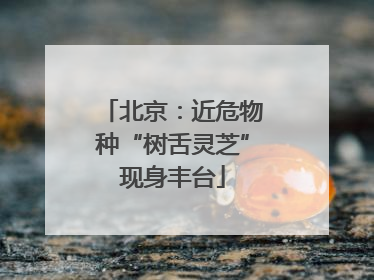 北京：近危物种“树舌灵芝”现身丰台