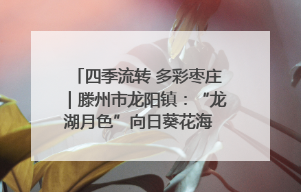 四季流转 多彩枣庄｜滕州市龙阳镇：“龙湖月色”向日葵花海 绘就乡村振兴新画卷