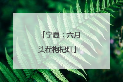 宁夏：六月头茬枸杞红