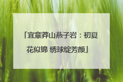 宜章莽山燕子岩：初夏花似锦 绣球绽芳颜