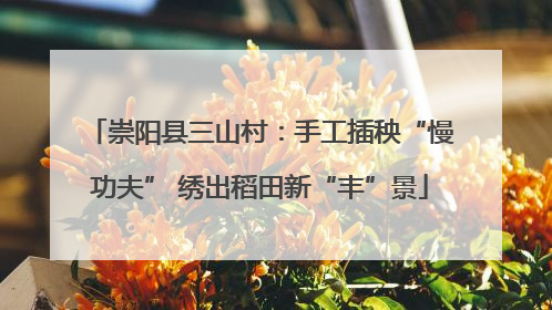 崇阳县三山村：手工插秧“慢功夫” 绣出稻田新“丰”景