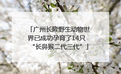 广州长隆野生动物世界已成功孕育了14只“长鼻猴二代三代”