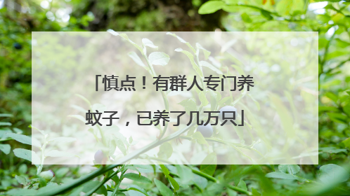 慎点！有群人专门养蚊子，已养了几万只