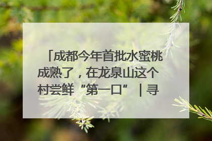 成都今年首批水蜜桃成熟了，在龙泉山这个村尝鲜“第一口”｜寻找和美乡村推荐官
