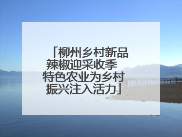 柳州乡村新品辣椒迎采收季 特色农业为乡村振兴注入活力