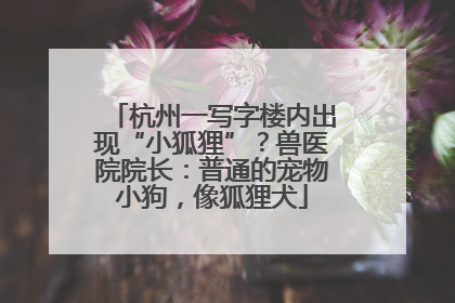 杭州一写字楼内出现“小狐狸”？兽医院院长：普通的宠物小狗，像狐狸犬