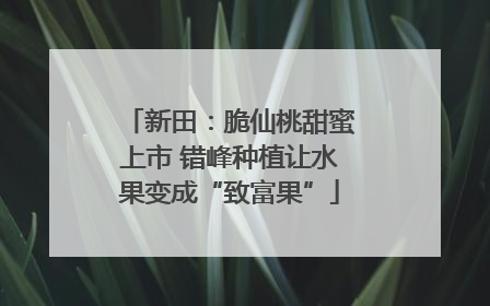 新田：脆仙桃甜蜜上市 错峰种植让水果变成“致富果”