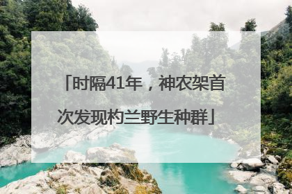 时隔41年，神农架首次发现杓兰野生种群