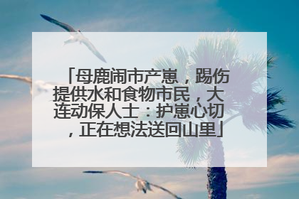母鹿闹市产崽，踢伤提供水和食物市民，大连动保人士：护崽心切，正在想法送回山里