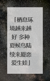 栖息环境越来越好 多种夏候鸟陆续来厦恋爱生娃