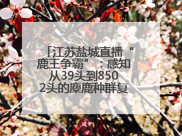 江苏盐城直播“鹿王争霸”：感知从39头到8502头的麋鹿种群复兴“密码”
