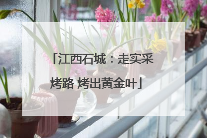 江西石城：走实采烤路 烤出黄金叶