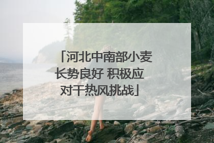 河北中南部小麦长势良好 积极应对干热风挑战
