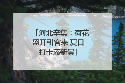 河北辛集：荷花盛开引客来 夏日打卡添新景