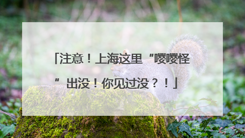 注意！上海这里“嘤嘤怪”出没！你见过没？！