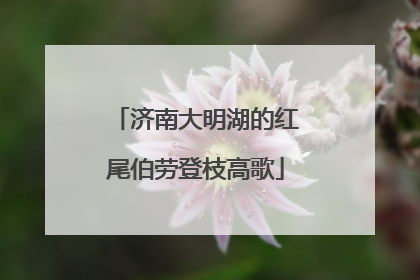 济南大明湖的红尾伯劳登枝高歌