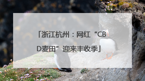 浙江杭州：网红“CBD麦田”迎来丰收季