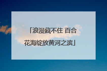 浪漫藏不住 百合花海绽放黄河之滨