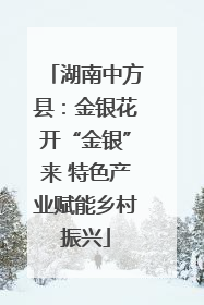 湖南中方县：金银花开“金银”来 特色产业赋能乡村振兴