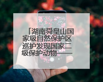 湖南舜皇山国家级自然保护区巡护发现国家二级保护动物——脆蛇蜥