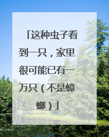 这种虫子看到一只，家里很可能已有一万只（不是蟑螂）