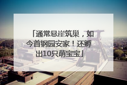 通常悬崖筑巢，如今首钢园安家！还孵出10只萌宝宝