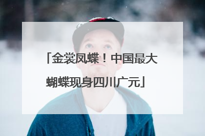 金裳凤蝶！中国最大蝴蝶现身四川广元
