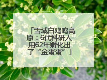 雪域白鸡鸣高原：6代科研人用62年孵化出了“金蛋蛋”