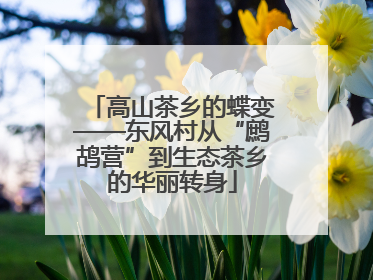 高山茶乡的蝶变——东风村从“鹧鸪营”到生态茶乡的华丽转身