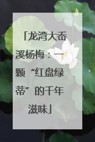 龙湾大岙溪杨梅：一颗“红盘绿蒂”的千年滋味