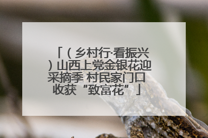 （乡村行·看振兴）山西上党金银花迎采摘季 村民家门口收获“致富花”